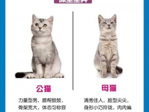 猫咪30与20的区别,猫咪 30 与 20 的区别，是年龄的差距吗？