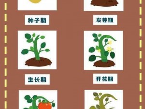 植物成长之路：种子萌发、幼苗生长、开花结果及成熟衰老四个阶段探索