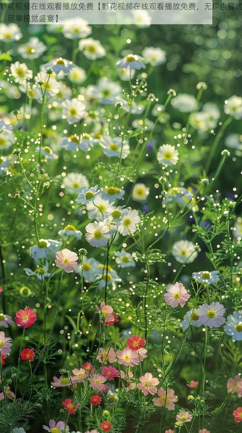 野花视频在线观看播放免费【野花视频在线观看播放免费，无广告骚扰，尽享视觉盛宴】