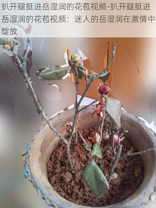 扒开腿挺进岳湿润的花苞视频-扒开腿挺进岳湿润的花苞视频：迷人的岳湿润在激情中绽放