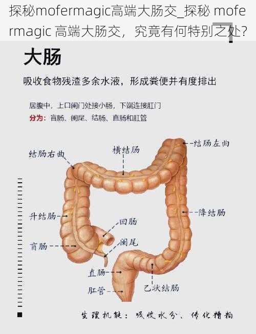 探秘mofermagic高端大肠交_探秘 mofermagic 高端大肠交，究竟有何特别之处？