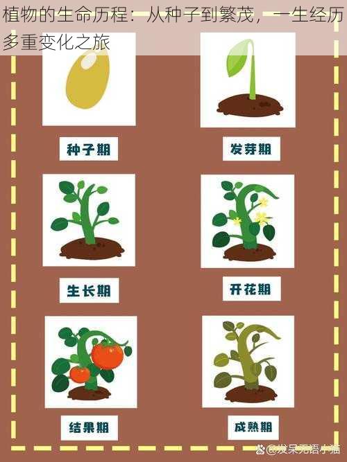 植物的生命历程：从种子到繁茂，一生经历多重变化之旅