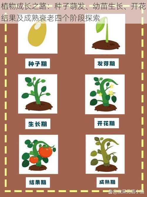 植物成长之路：种子萌发、幼苗生长、开花结果及成熟衰老四个阶段探索