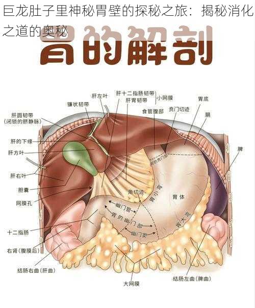 巨龙肚子里神秘胃壁的探秘之旅：揭秘消化之道的奥秘